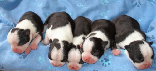 Bostonsk� teri�r �t���tka