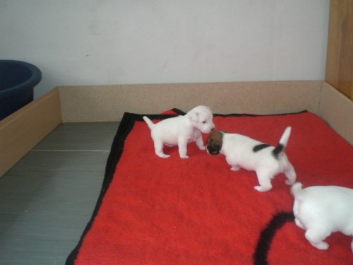 �t��ata Jack Russel terier