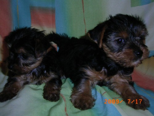 JORK��RSK� TERI�R