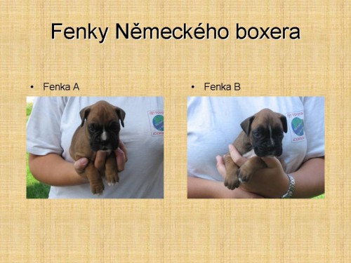 Prod�m �istokrevn� fene�ky N�meck�ho boxera