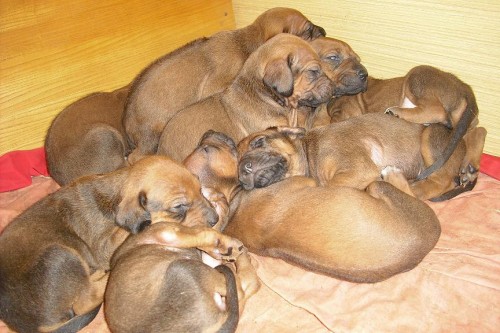 �t�n�tka rhod�zk�ho ridgebacka