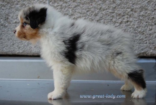 Australsk� ov��k