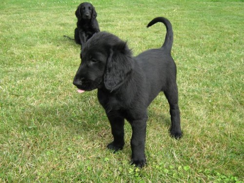 FLAT COATED RETRIEVER - prodej �t��at s PP