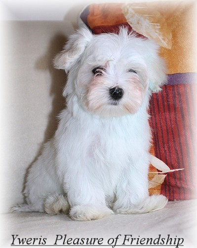 Malt�z��ek s PP