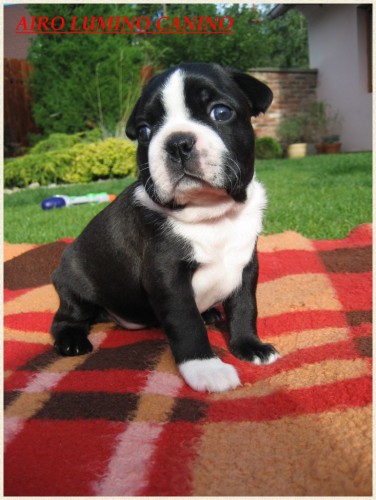 Bostonsk� teri�r s PP