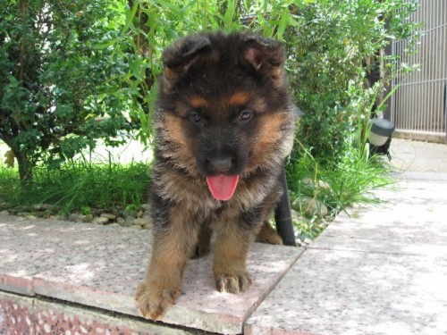 �t�n� n�meck�ho ov��ka