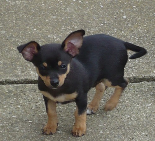 prod�m pejska Bobi�e