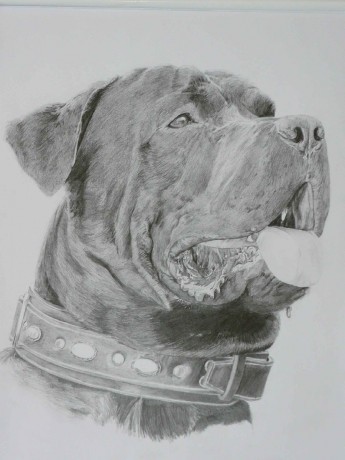 portr�tn� kresby zv��at