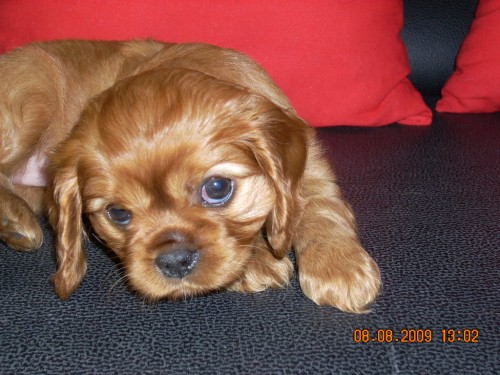 Kaval�r King Charles �pan�l