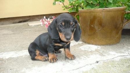 Jezev��k trpasli�� hladkosrst�