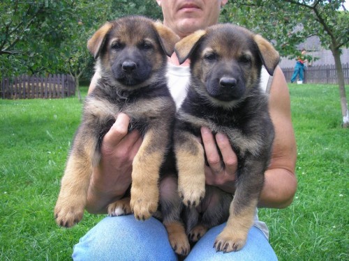 N�meck� ov��k �t��ata s pp fenky