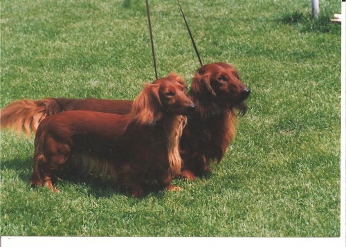 Prod�m �t��ata jezev��k� dlouhosrst�ch