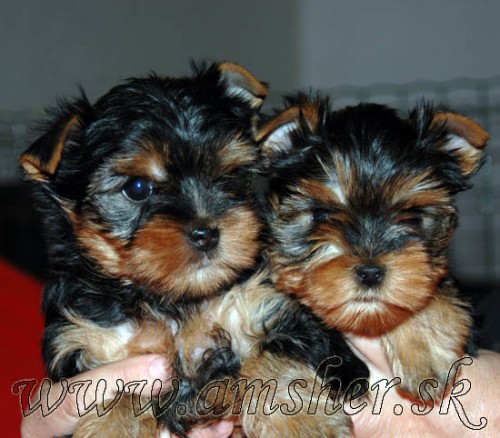 Jork��rsky terrier