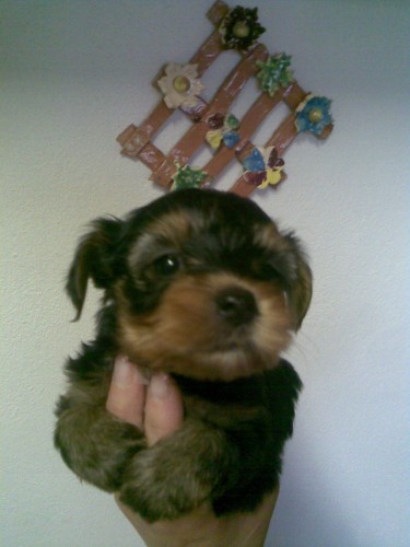 Jork��rsk� teri�r