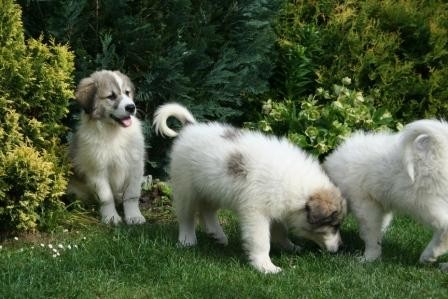 Prod�m �t�n�