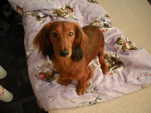 Kryt� kr�sn�m jezev��kem B�rtem