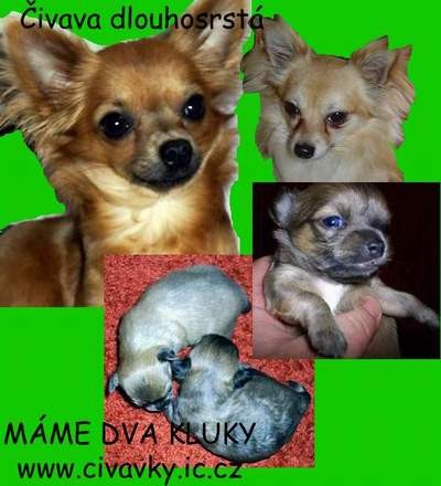 �ivava Dlouhosrst�