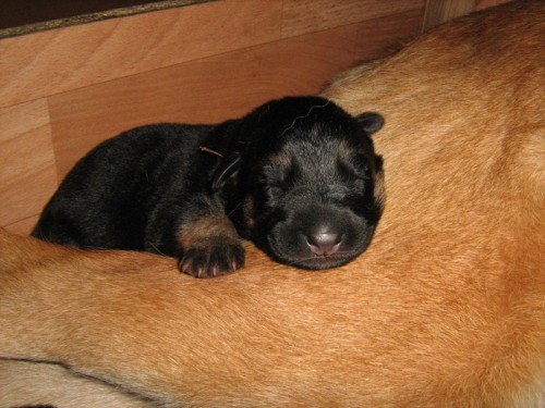 NO �t��ata s PP - �ern� se znaky