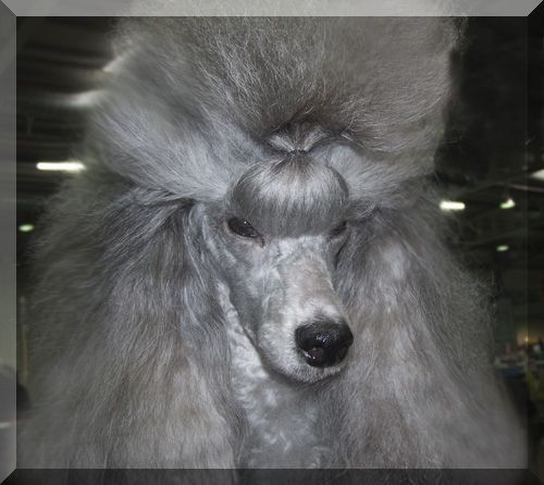 Pudl st�edn� st��brn� s PP �t�n�