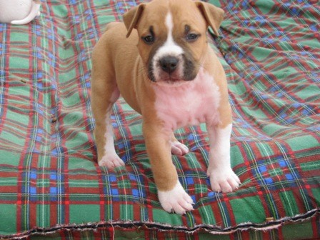 Americk� staford�irsk� teri�r �t�nata