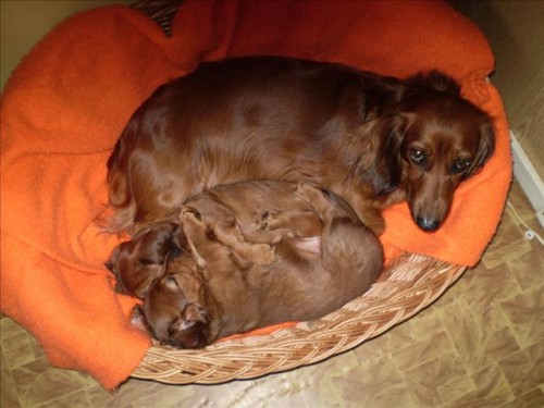 prod�m �t���tka jezev��ka