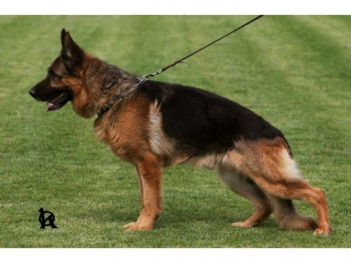 N�meck� ov��k-zad�m �t��ata.