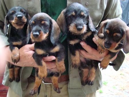 Jezev��k trpasli��-kr�li�� drsnosrst�