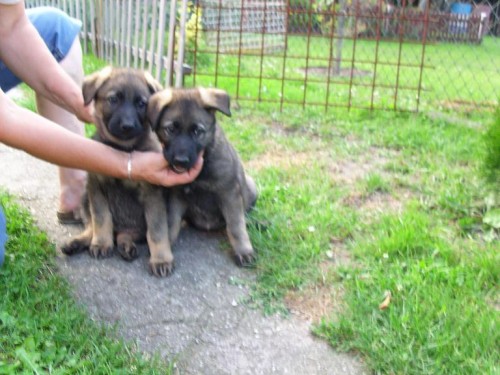 Vlko�ed� �t��ata s PP