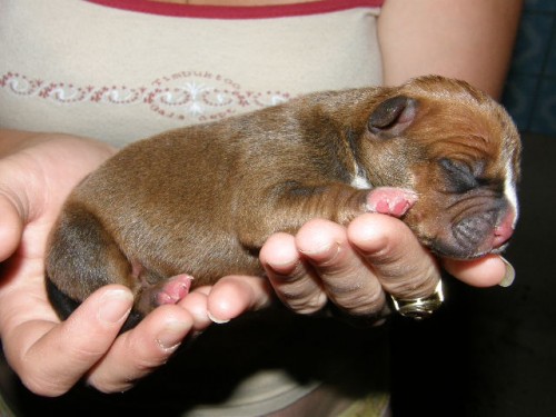 Zad�m �t��ata AST