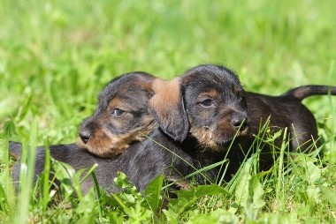 �t��ata jezev��ka drsnosrst�ho.