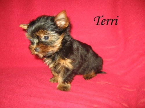 Jork��rsk� teri�r s PP