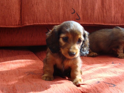 Prod�m jezev��ka