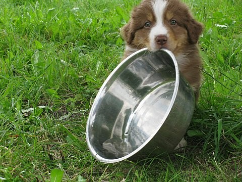 AUSTRALSK� OV��K - �T���TKA S PP