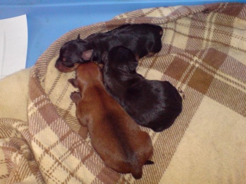 pra�sk� krysa��k