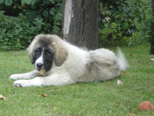 KAVKAZSK� PASTEVECK� PES