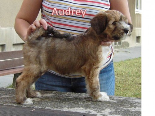 Tibetsk� teri�r - �teniatka