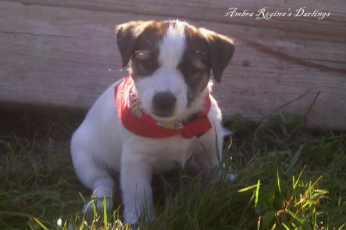 �t�natka JACK RUSSELL TERRIER s PP