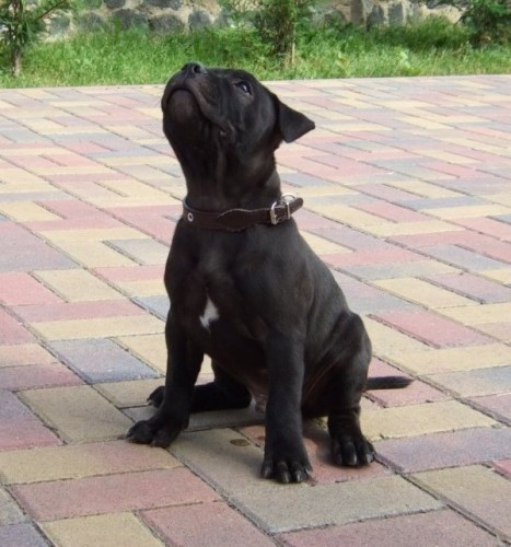 Staford��rsk� bullteri�r s PP