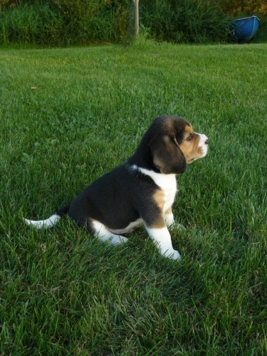 �istokrevn� �t��ata b�gla