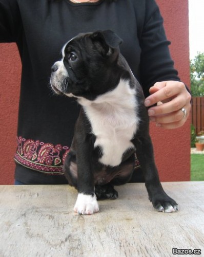 Bostonsk� teri�r