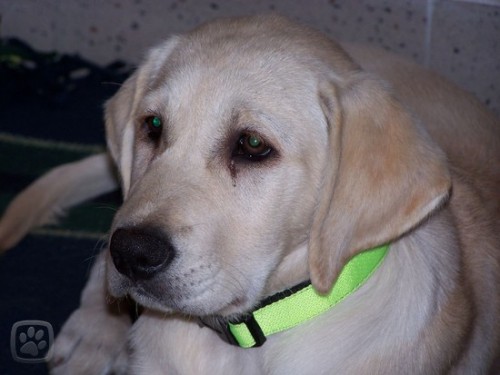 hled� se labradorka