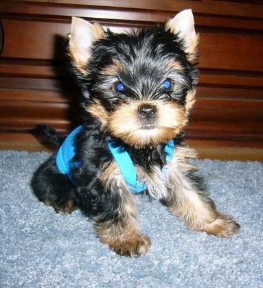 York��rsk� teri�r - odb�r IHNED!!  