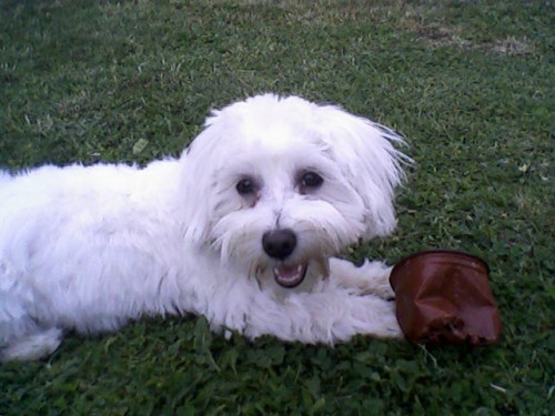 St�le se hled� Malt�z��ek