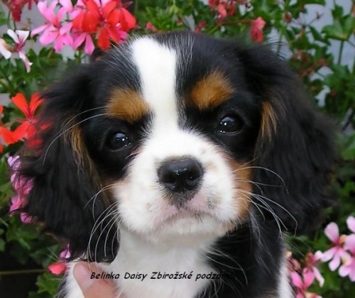 Kr�sn� �t���tka s pp