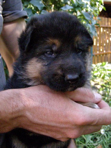 N�meck� ov��k-�t���tka s PP