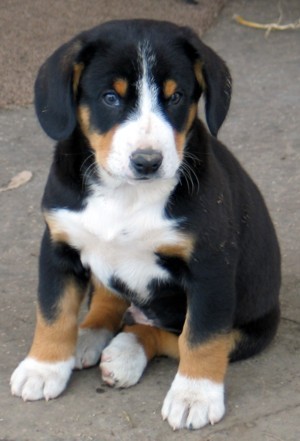 ENTLEBUCHSK�(ENTLEBU�SK�) SALA�N�CKY PES