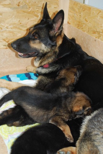 �t��ata n�meck�ho ov��ka s PP, v�b�rov� chov