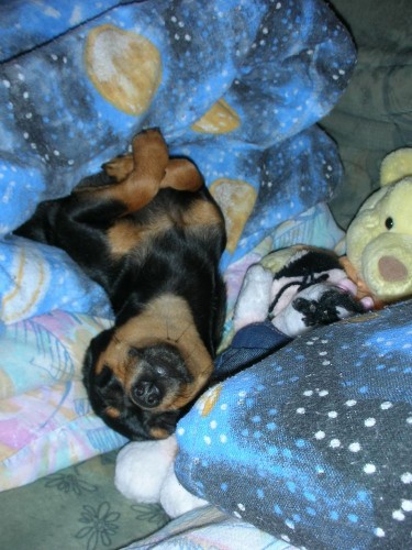 hled�me sest�i�ku pro Eli�ku