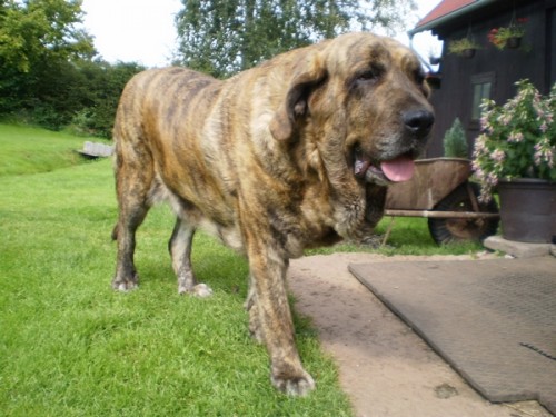 �PAN�LSK� MASTIN- BEREME Z�ZNAM NA �T�N�TKA BEZ PP