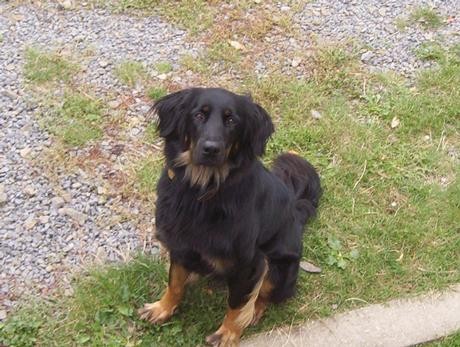 hled�me pejska k nakryt�